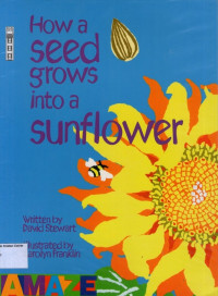 How Seed Grows into a Sunflower